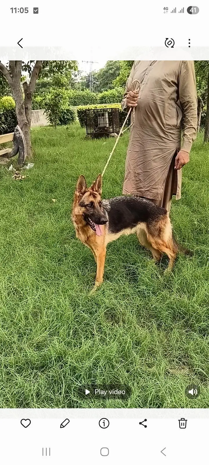 German Shepherd female for sale — photo 3
