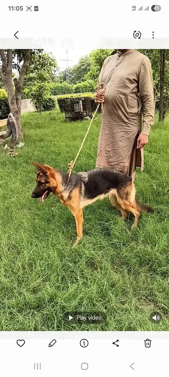 German Shepherd female for sale — photo 4