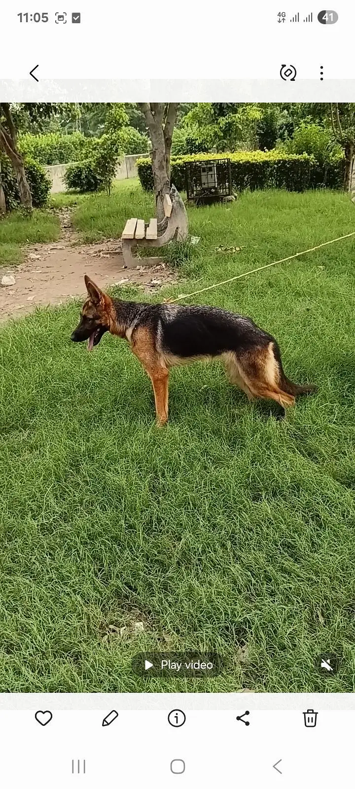 German Shepherd female for sale — photo 5