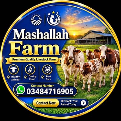 8 Buffalo available for sale hai