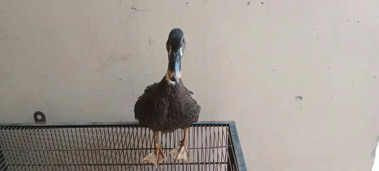 2 male duck and 1 female and 1 bateer free — photo 9