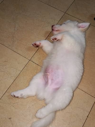 dogs sale out