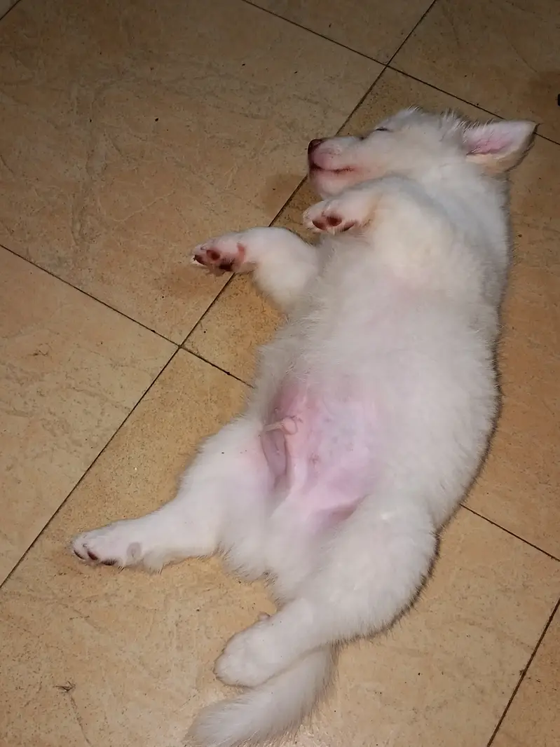 dogs sale out — photo 2