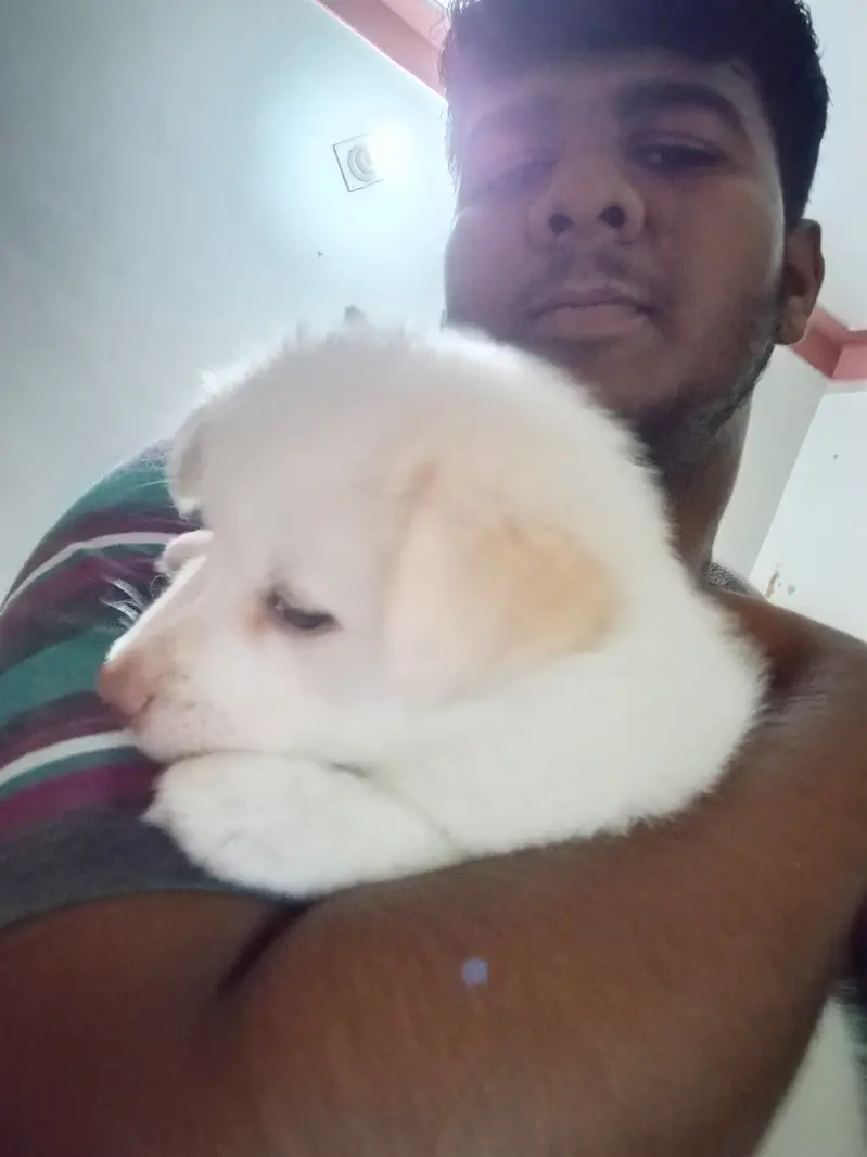 dogs sale out — photo 3