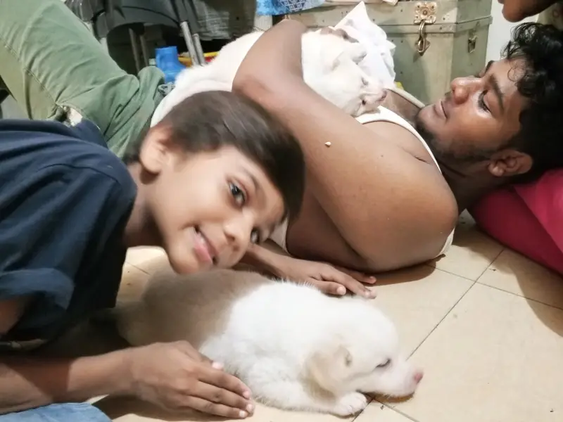 dogs sale out — photo 4