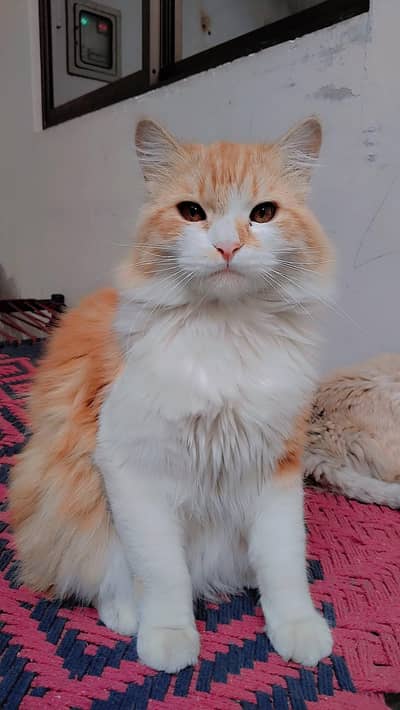 cat for sale