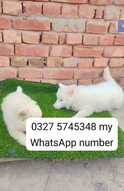 Russian puppy dog for sale