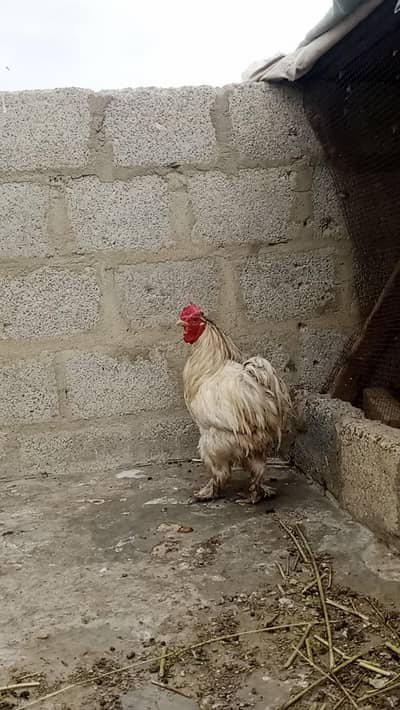 Breeder buff