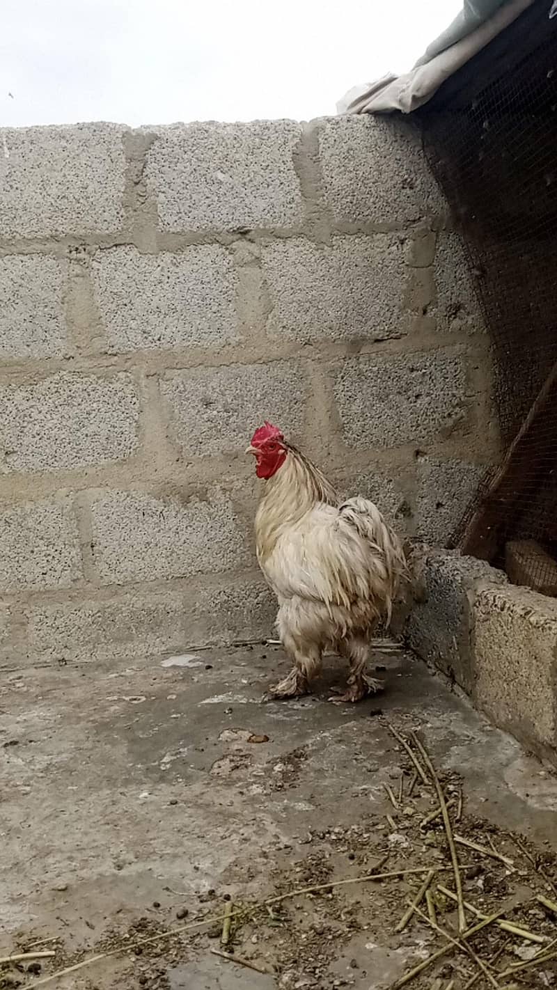 Breeder buff 0