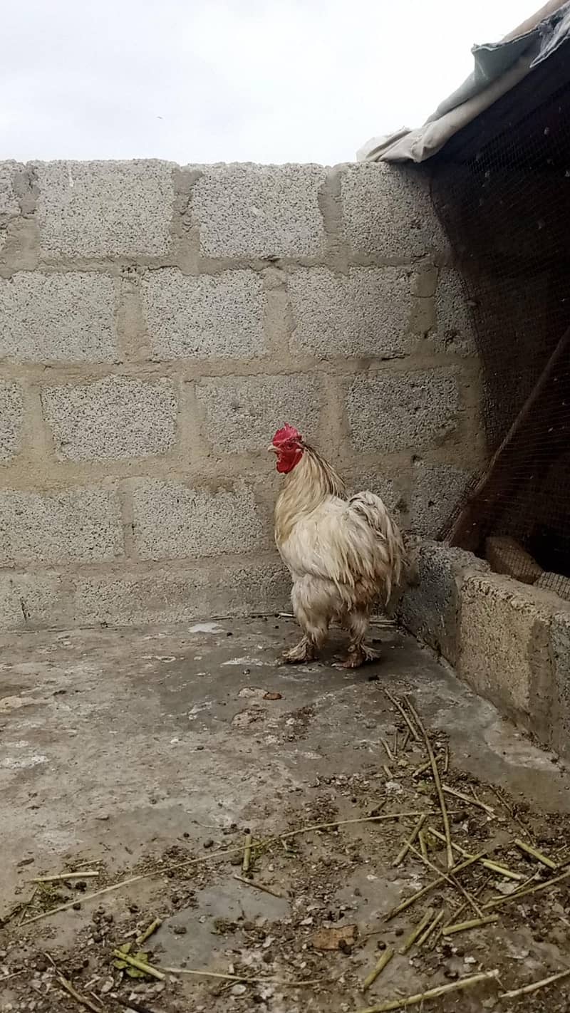 Breeder buff 1