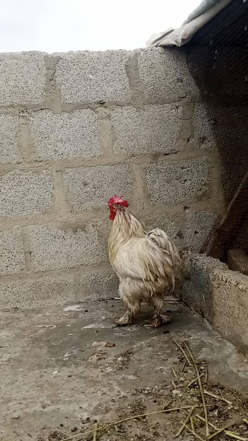 Breeder buff 2