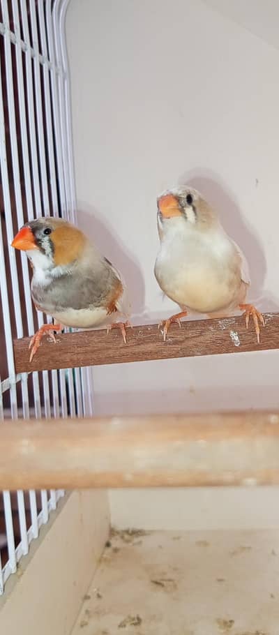 Mutation finch
