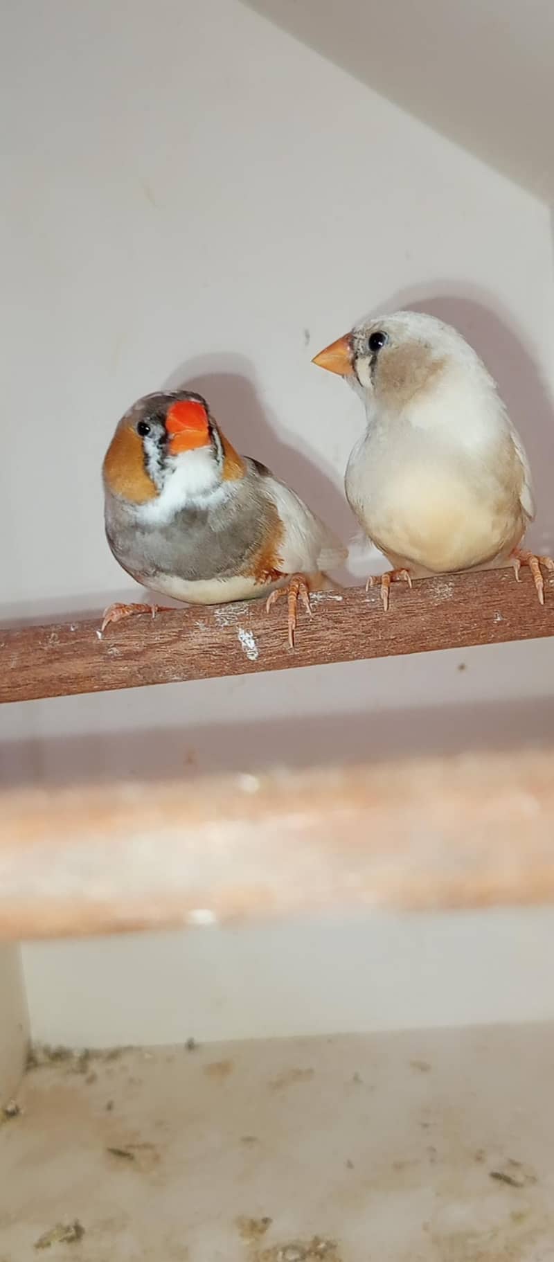 Mutation finch 1