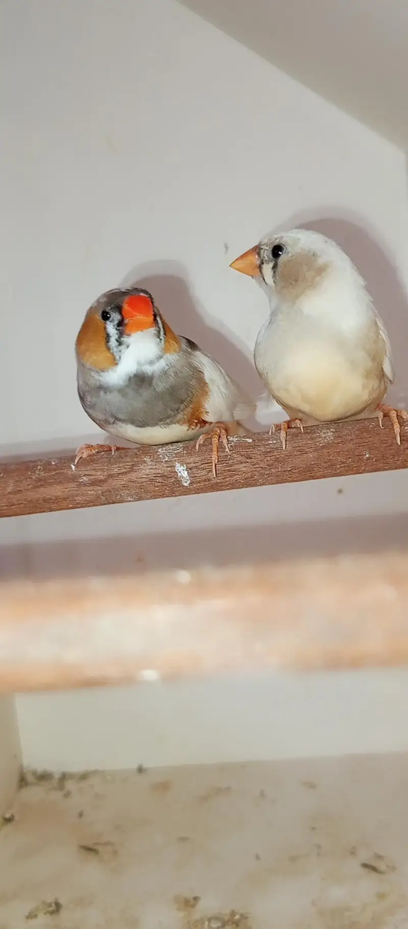 Mutation finch — photo 2