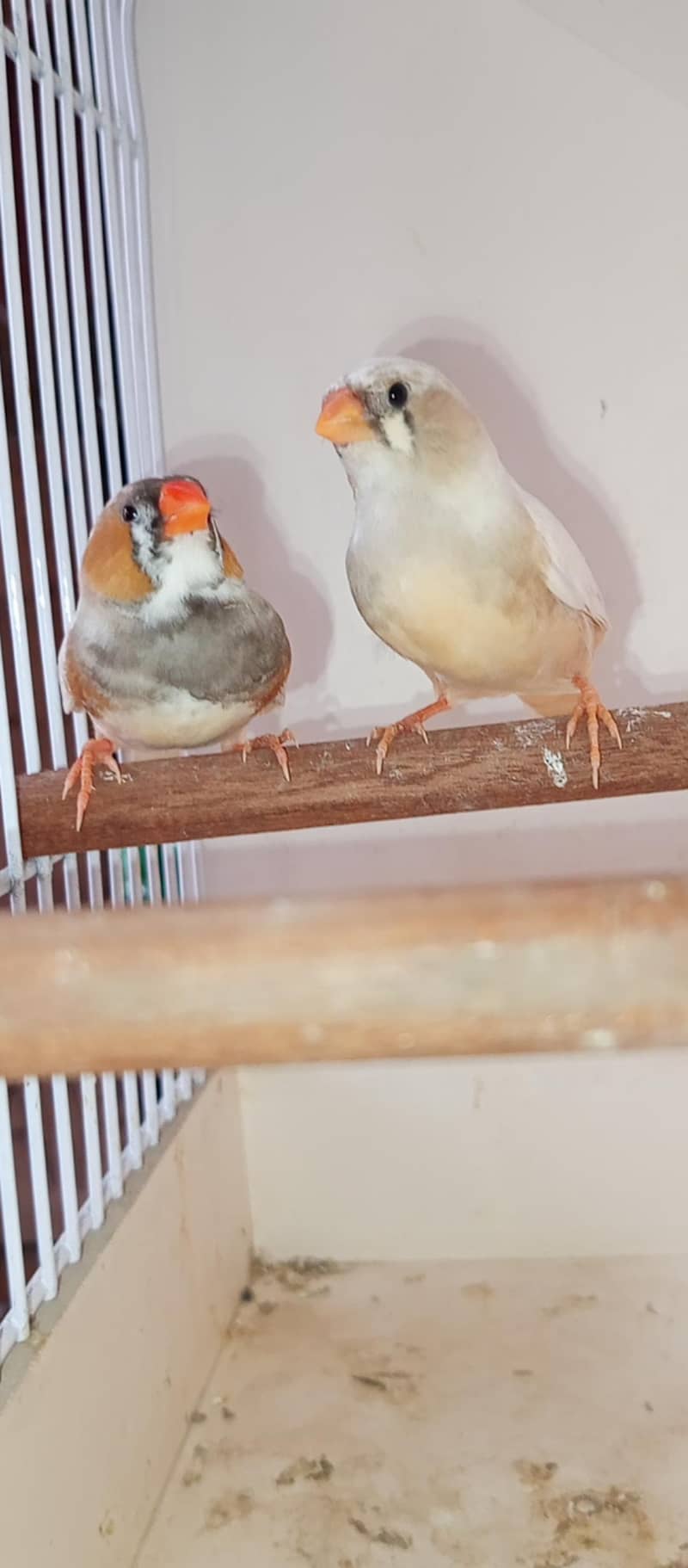 Mutation finch 2