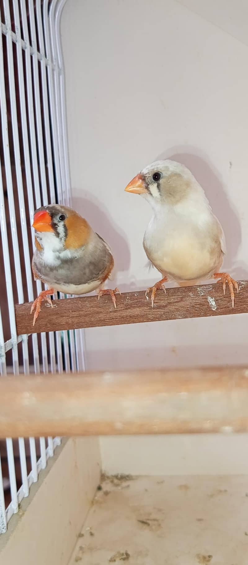 Mutation finch 3