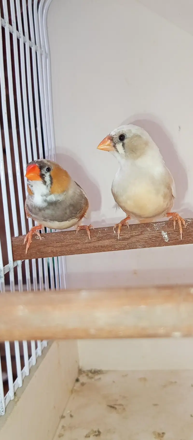 Mutation finch — photo 4
