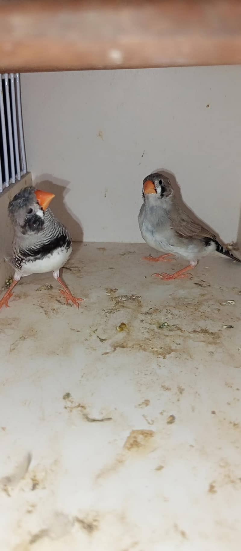 Mutation finch 4
