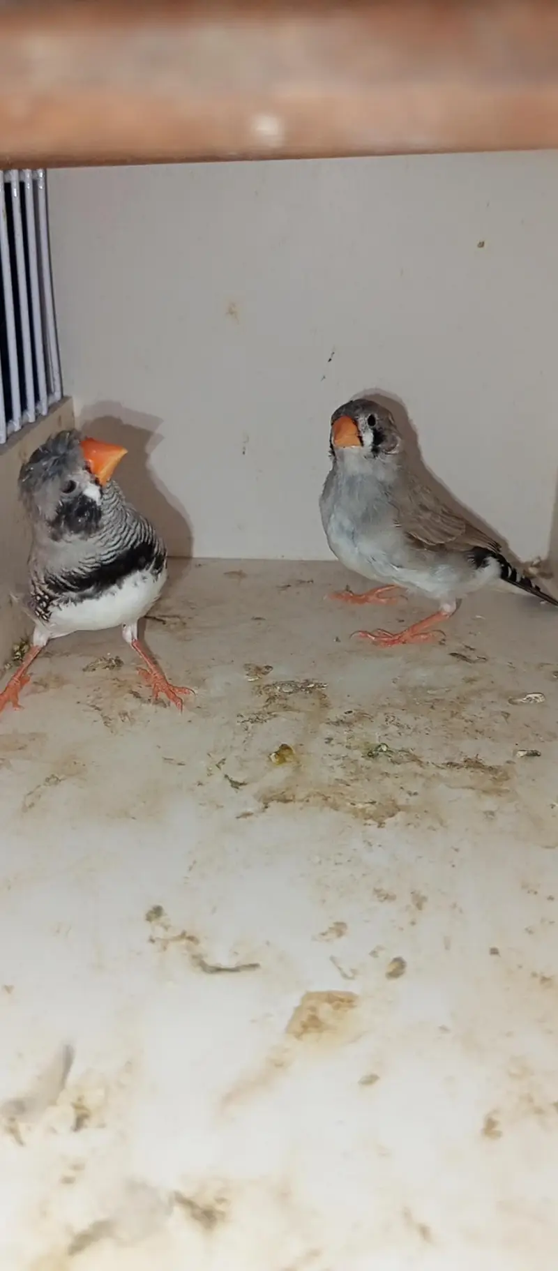 Mutation finch — photo 5