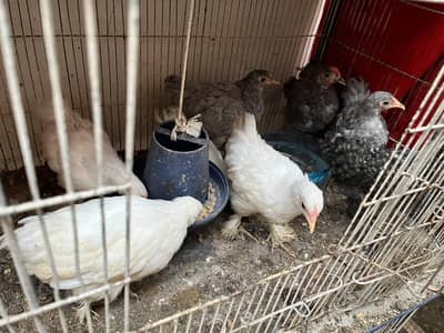 bantam chicks sell