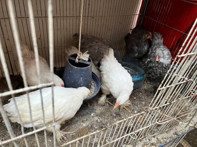 bantam chicks sell 1