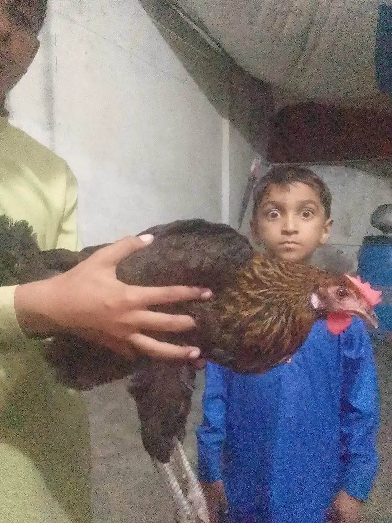 aseel murgha — photo 3