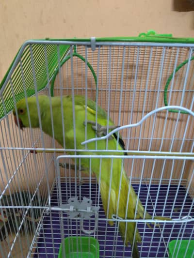 Ring parrot male with new cage