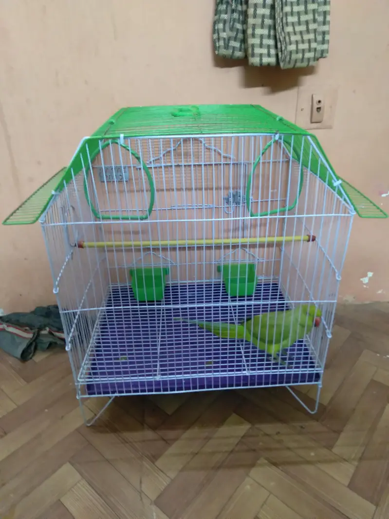 Ring parrot male with new cage — photo 2