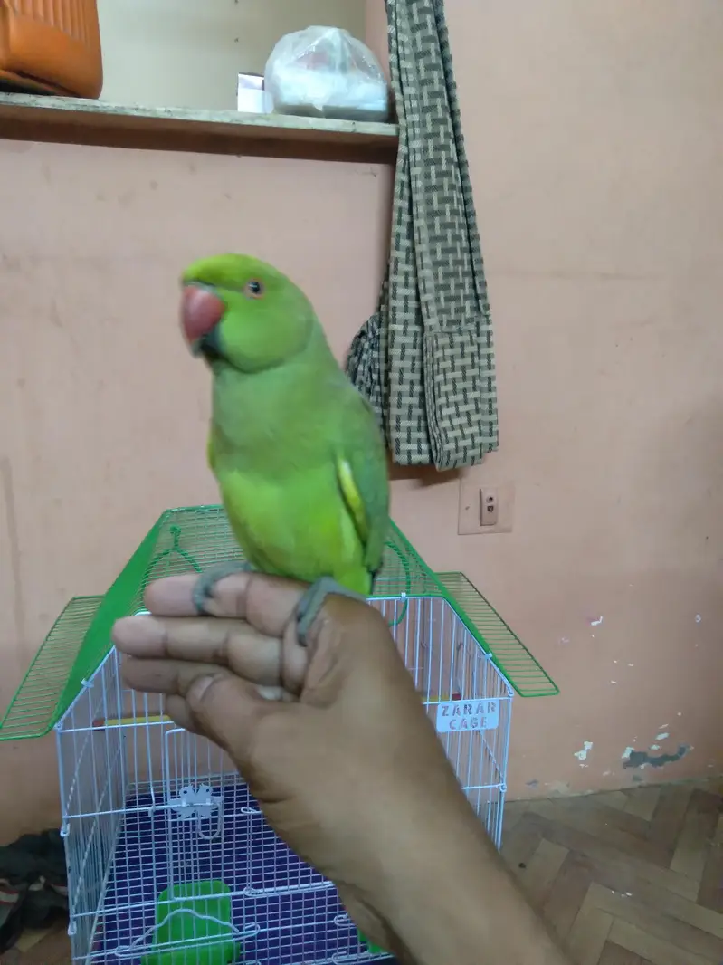 Ring parrot male with new cage — photo 3