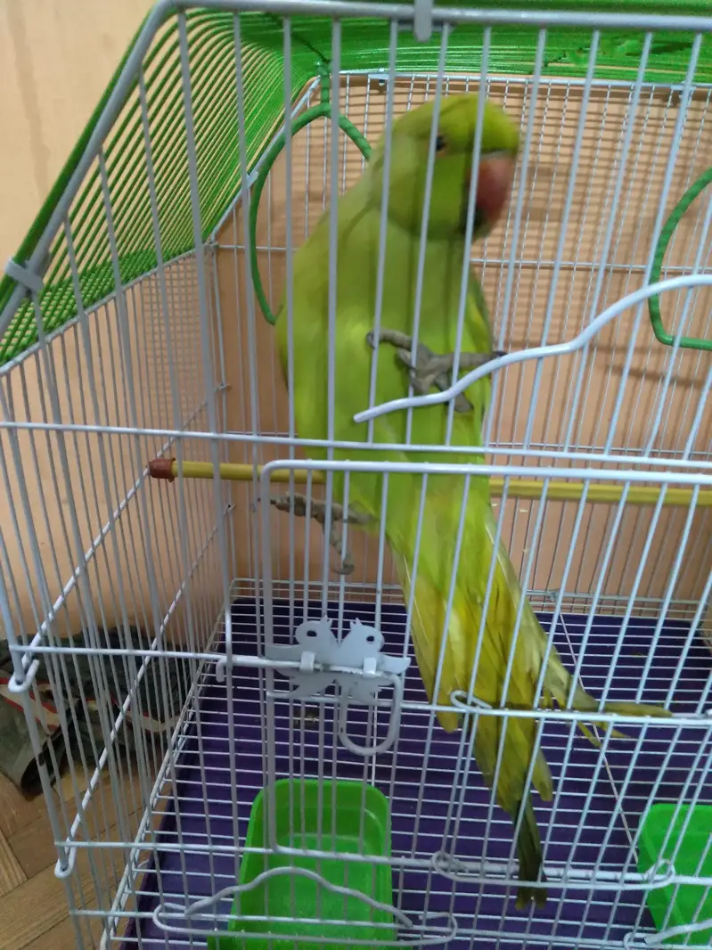 Ring parrot male with new cage — photo 4