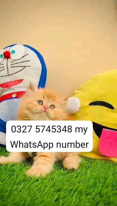 Persian cat 2 month age vaccinated