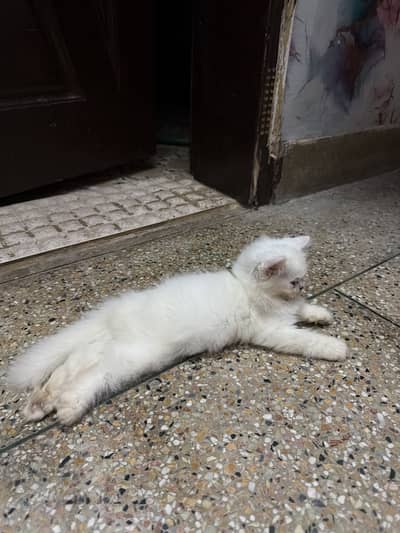 Persian cute kitten