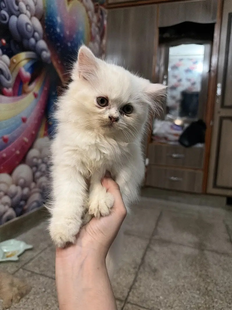 Persian cute kitten — photo 2