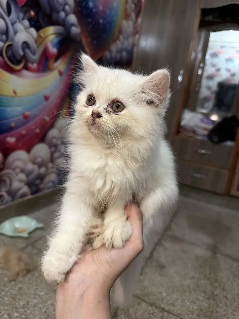 Persian cute kitten — photo 3