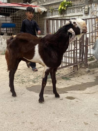 Male available for sale