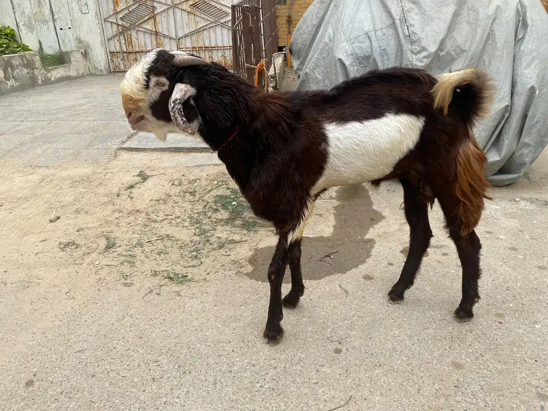 Male available for sale — photo 2