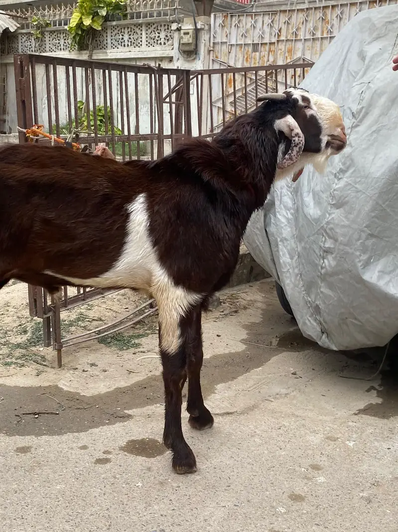 Male available for sale — photo 4