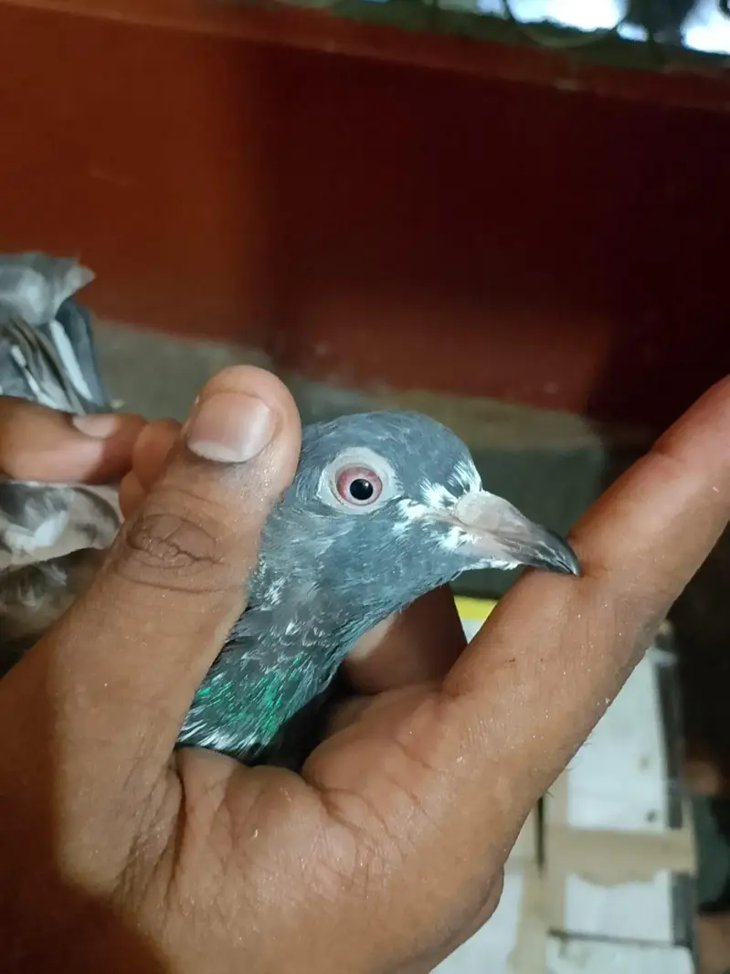 dab waly bachy — photo 3