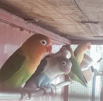 Lovebirds