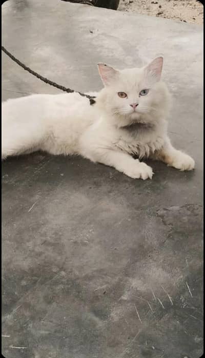 Persian Male Cat