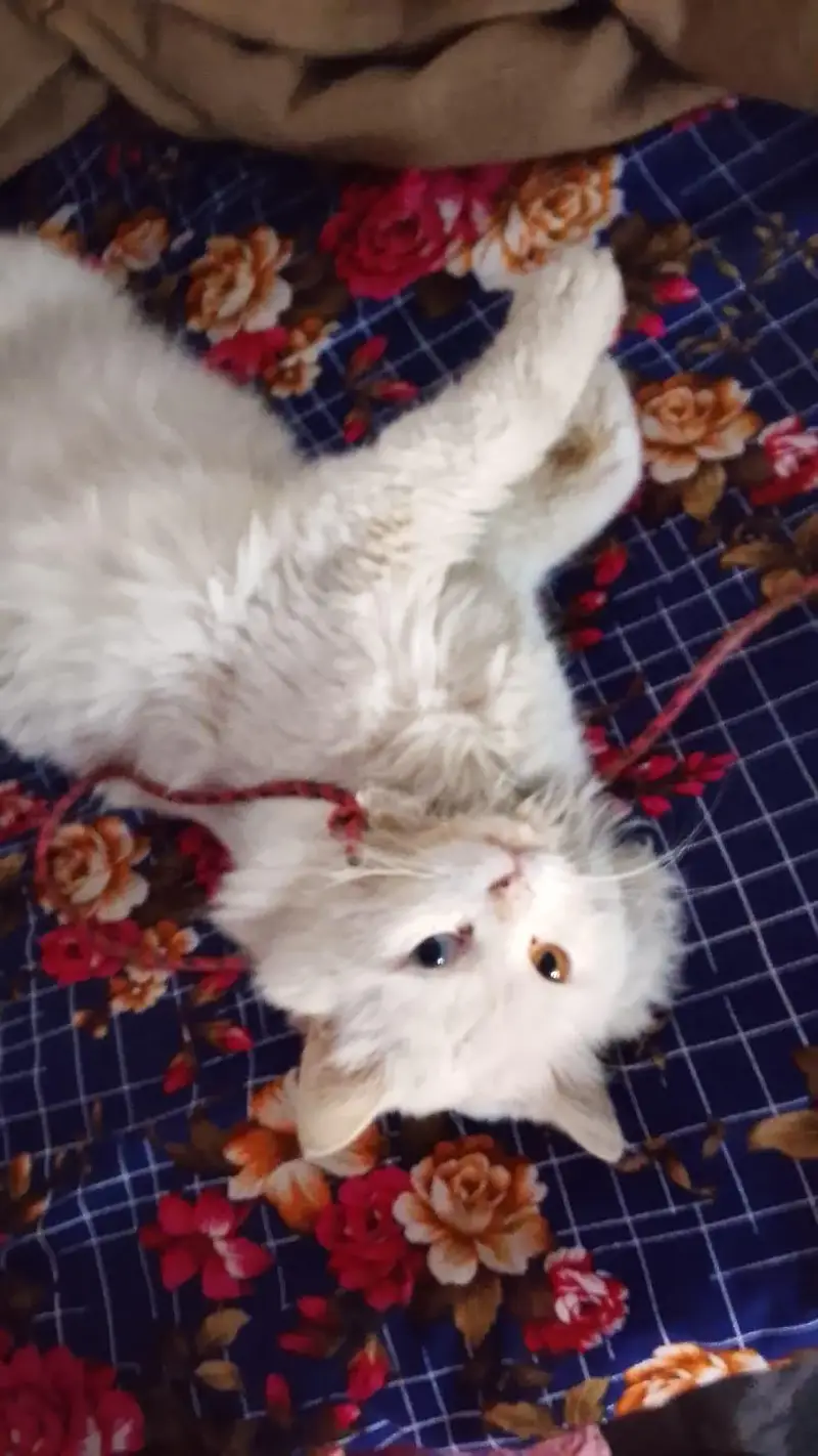 Persian Male Cat — photo 2
