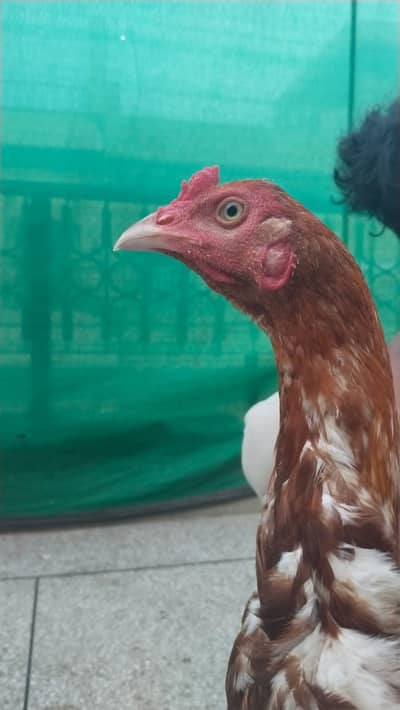 Aseel Hens Home for sale