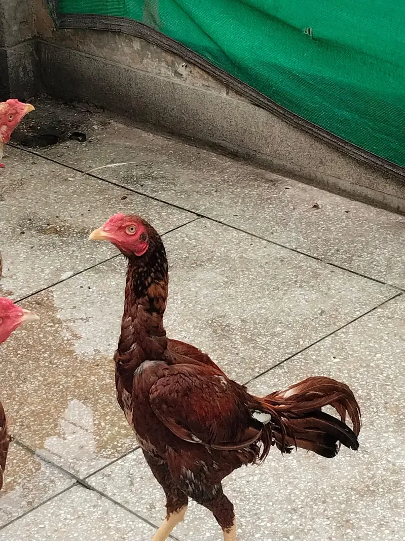 Aseel Hens Home for sale — photo 2