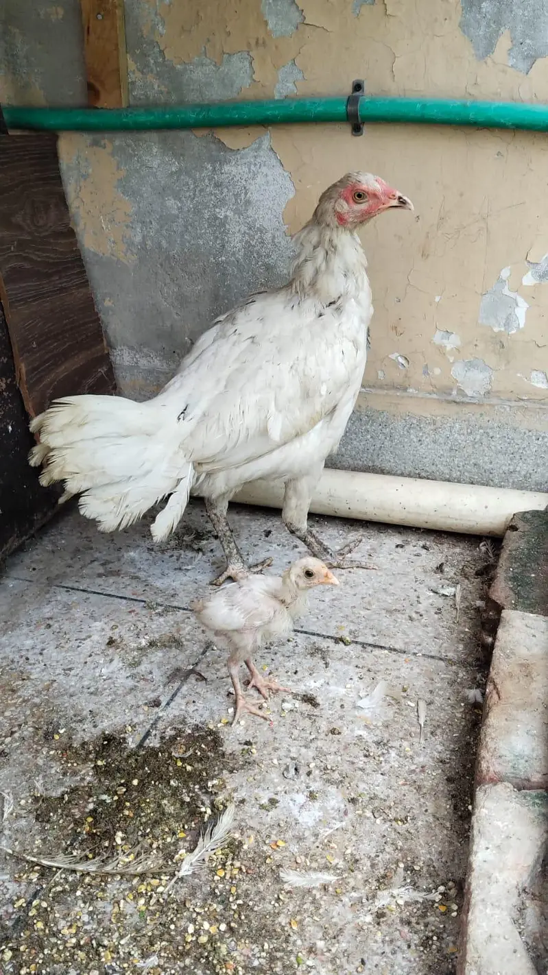 Aseel Hens Home for sale — photo 3
