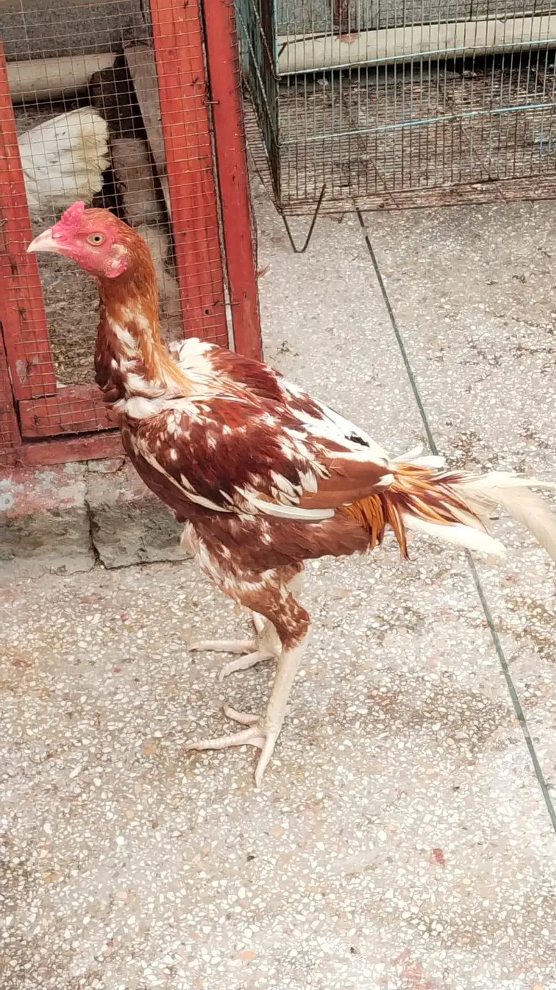 Aseel Hens Home for sale — photo 4