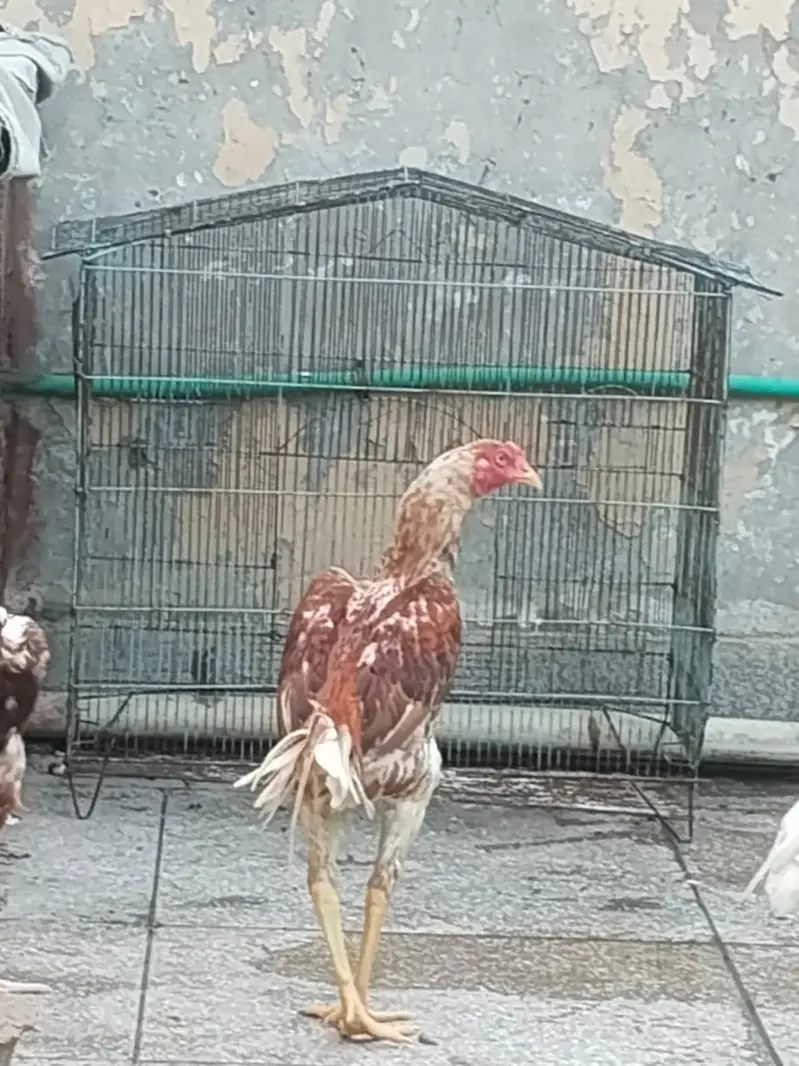 Aseel Hens Home for sale — photo 5