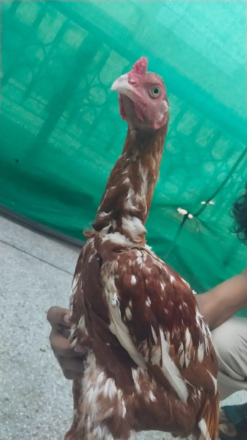 Aseel Hens Home for sale — photo 6
