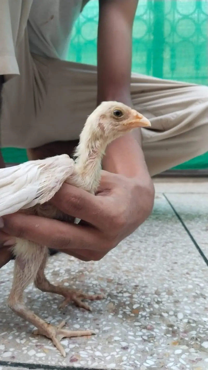 Aseel Hens Home for sale — photo 7