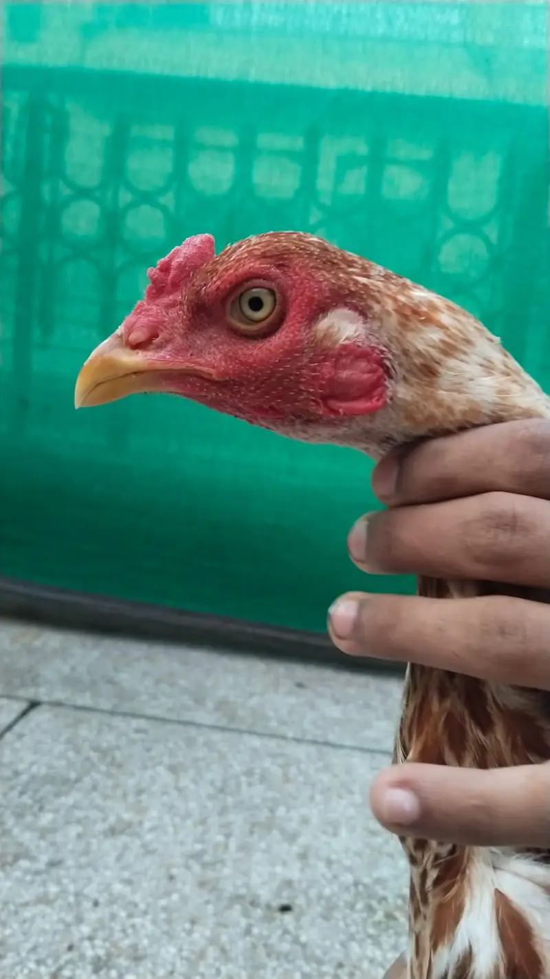 Aseel Hens Home for sale — photo 8