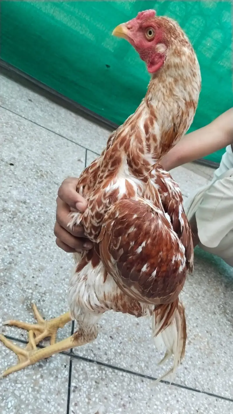 Aseel Hens Home for sale — photo 9